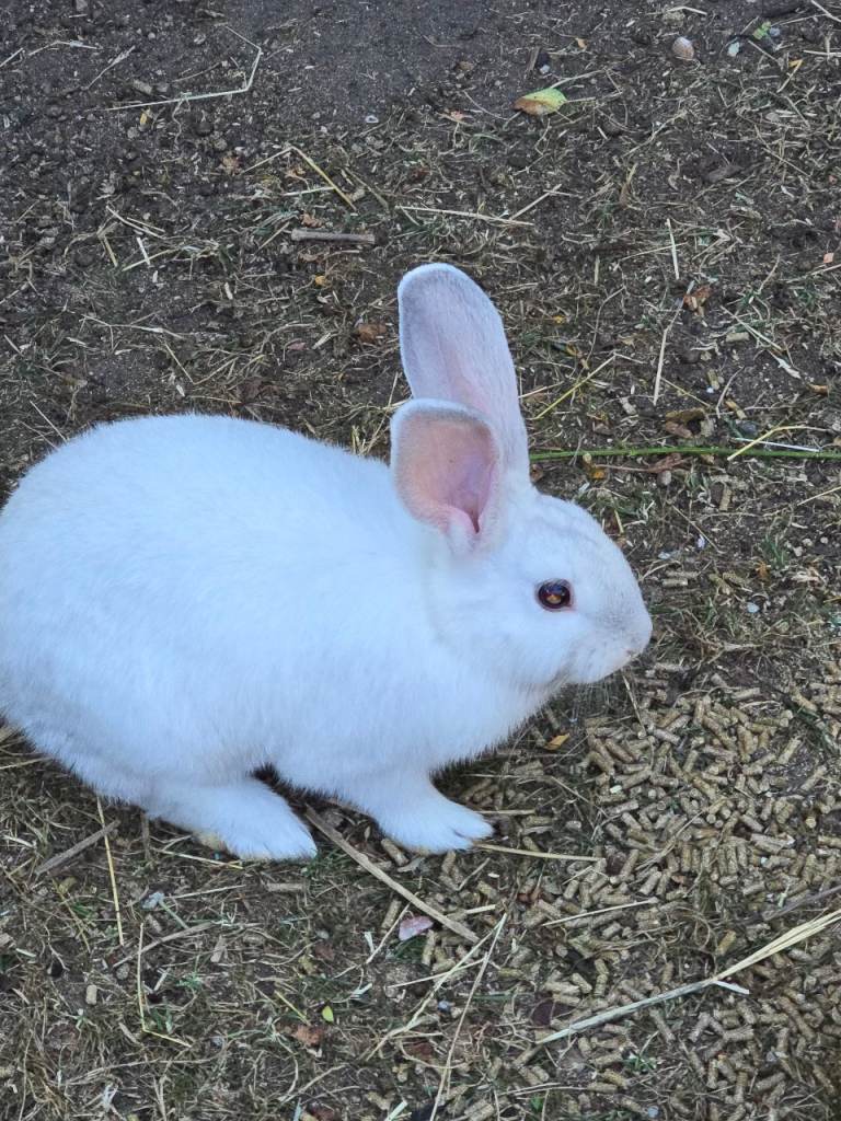 Newzealand Rabbit
