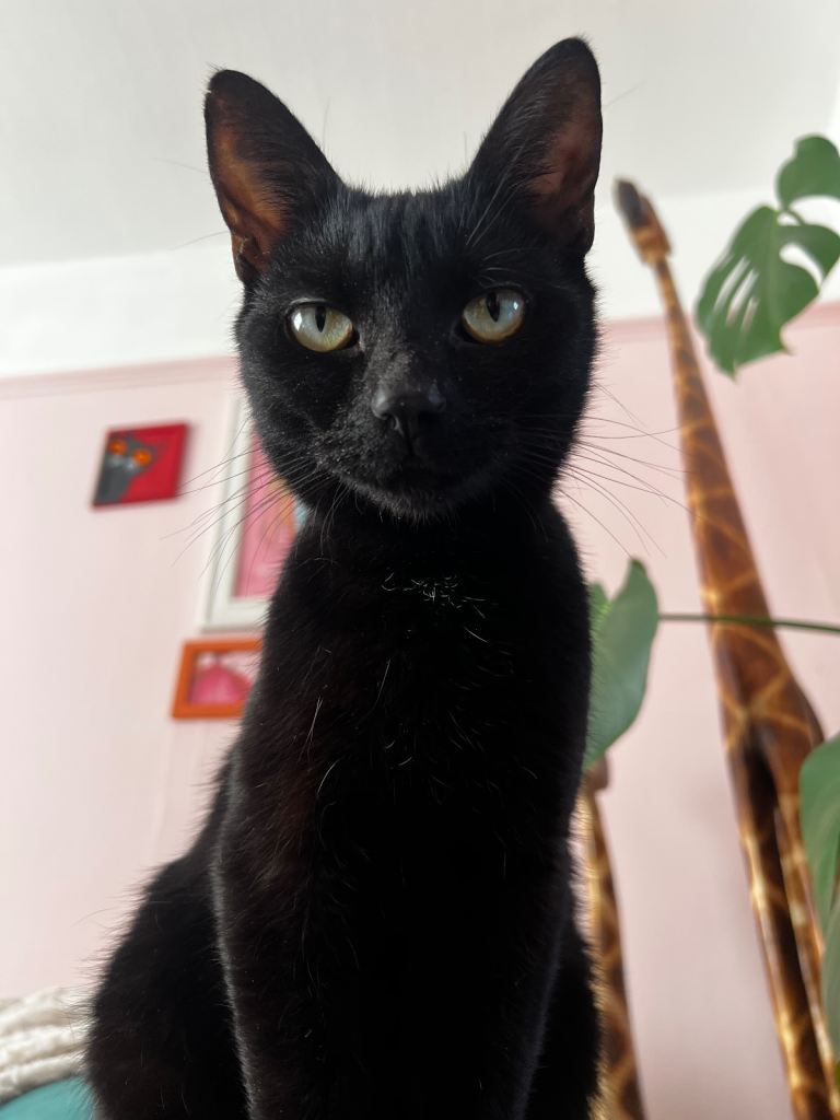 Lovely black cat looking for a new family
