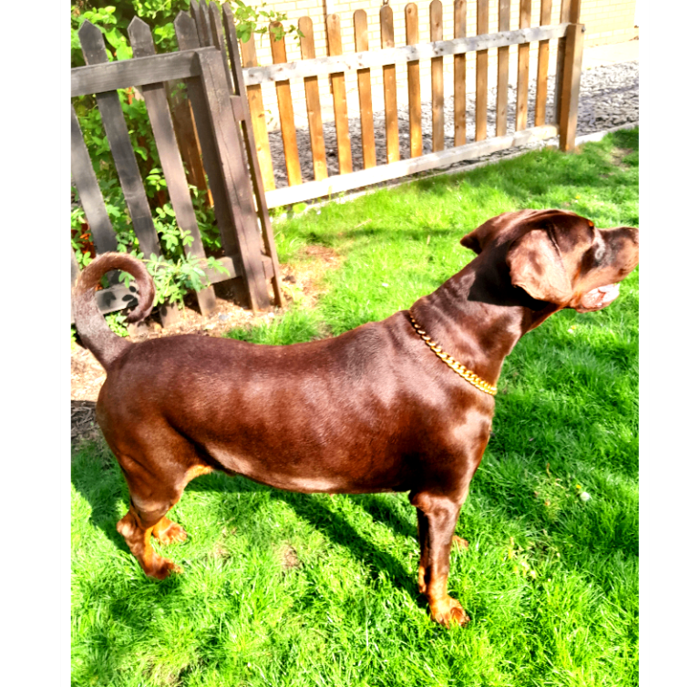 Beautiful Dobermann Looking for a New Home