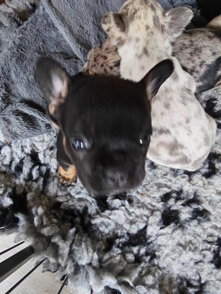,french bulldog pups