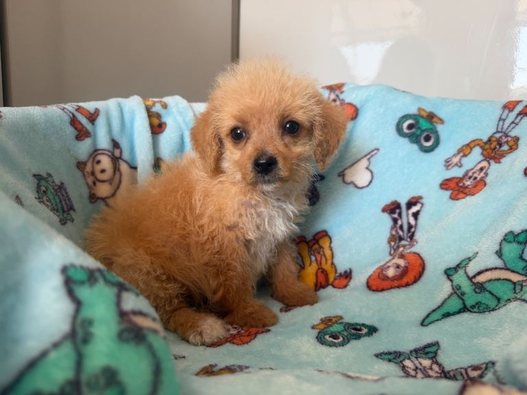 Jackapoo puppies ready now 