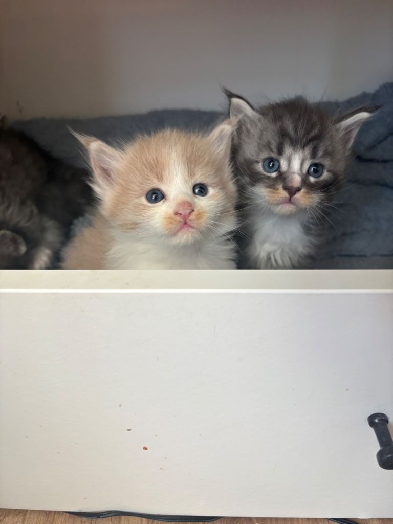 Maine coon kittens 