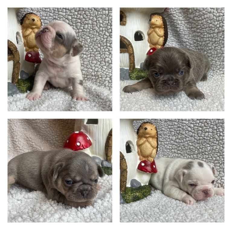 Husky fluffy frenchies 