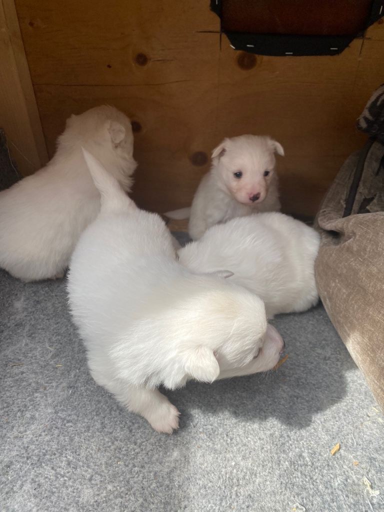 Spitz puppies 