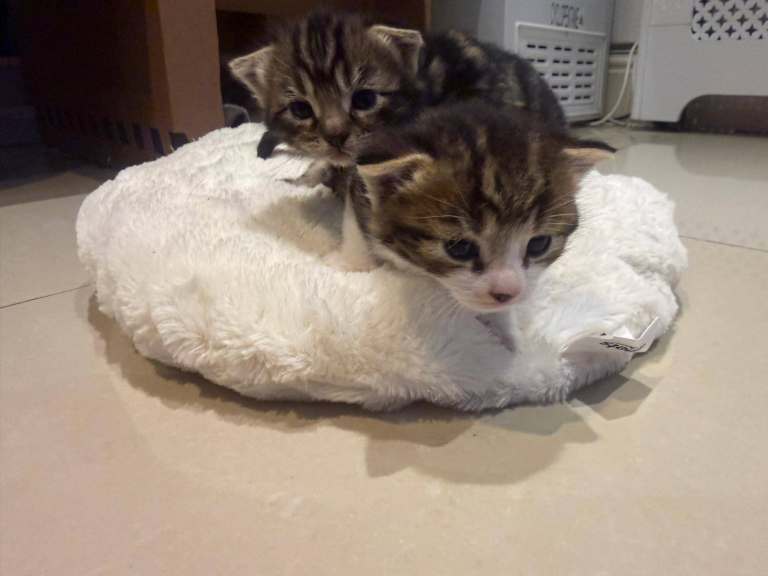 Short Hair Tabby Kittens