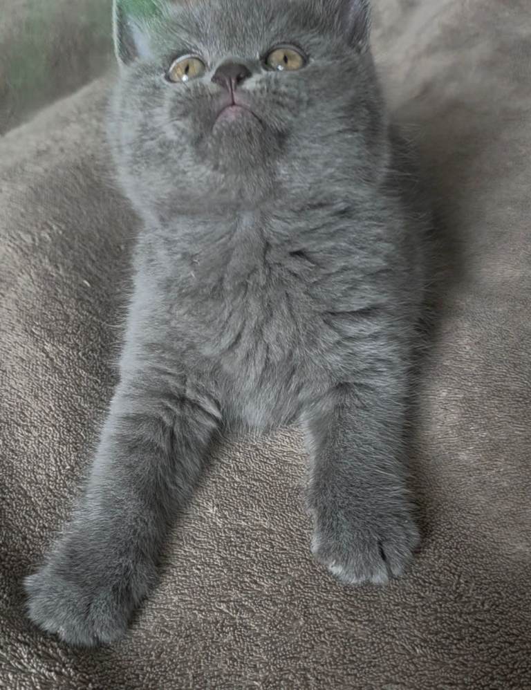 1 kittens boy