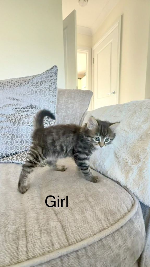 Adorable Tabby Kittens Looking for a Loving Home