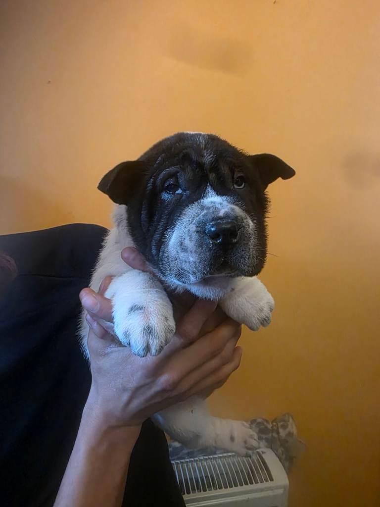 Beautiful Shar-pei puppy available!