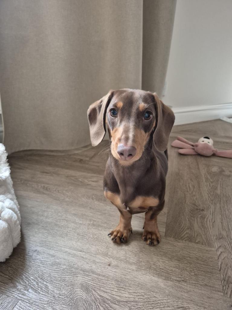Miniature dachshund 