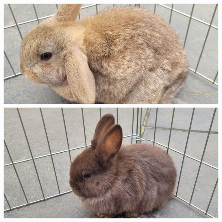Beautiful mini lop bunnies rabbits 