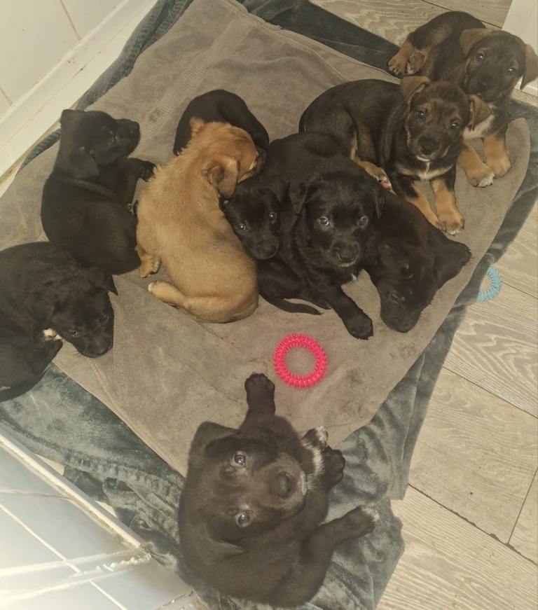 Cane corso cross German shepherd 