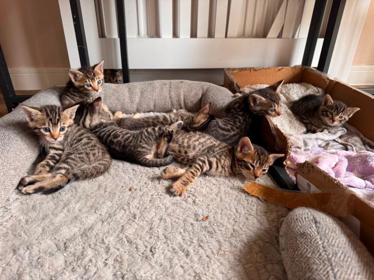 Bengal mix Kittens