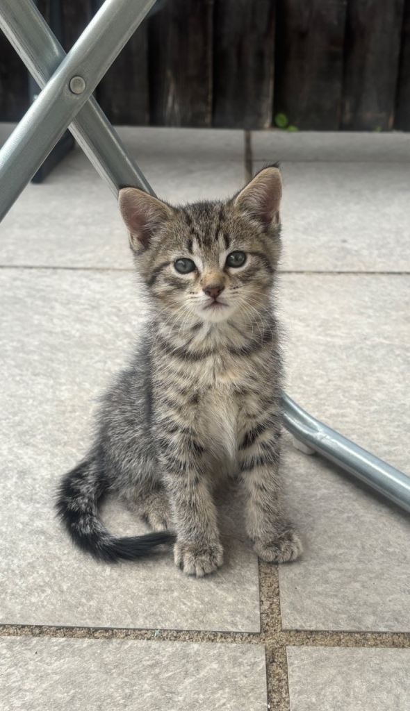 Tabby Kitten