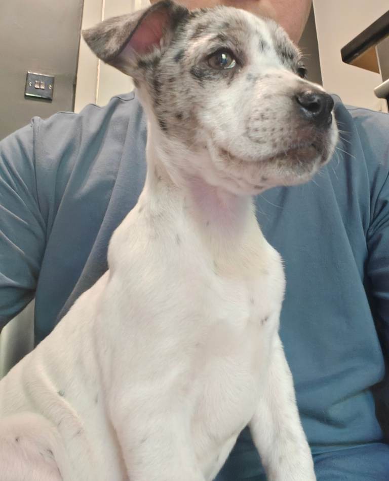 Beautiful female merle staffy puppy born 31/3/26
