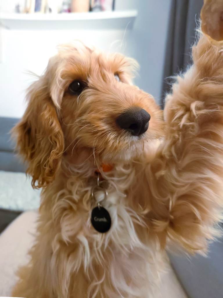 Cockapoo 