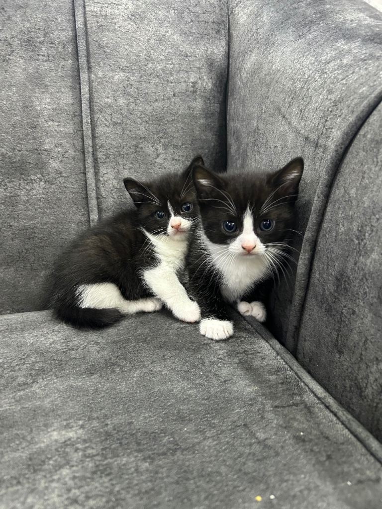 3 male and 2 female kittens