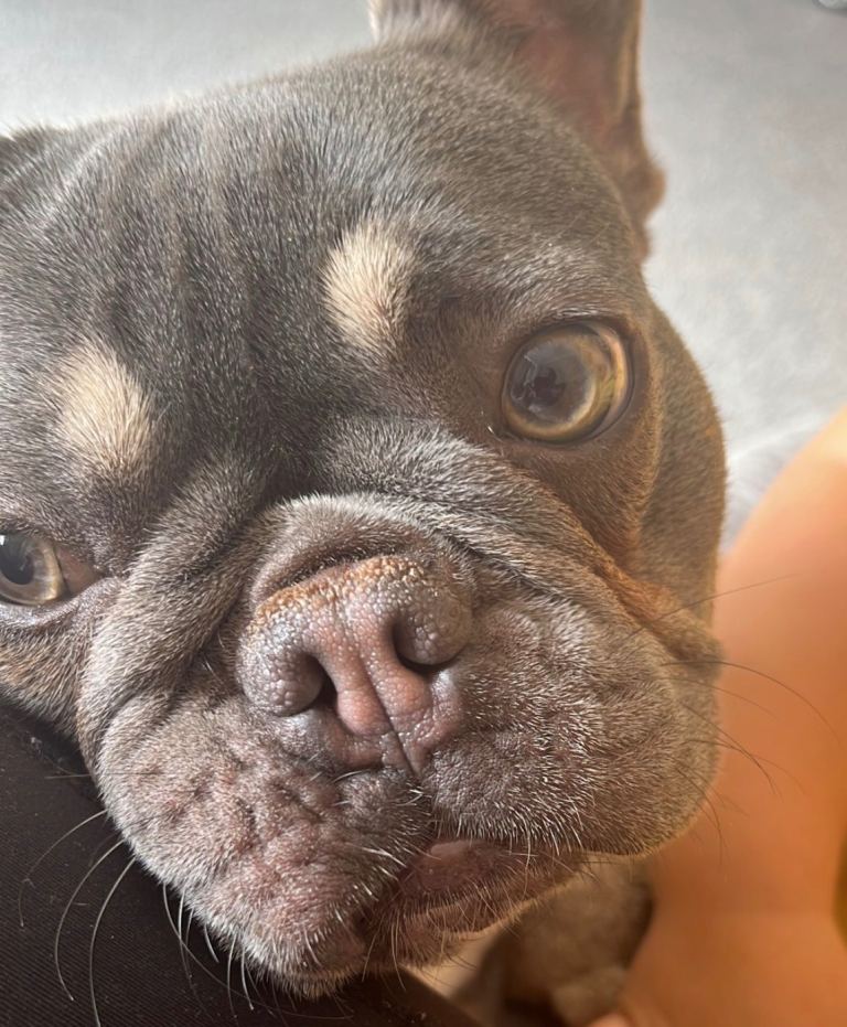 KC registered French Bulldog