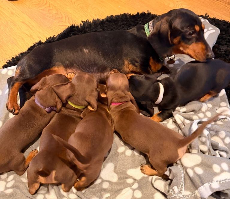 5 miniature Dachshund  puppies 