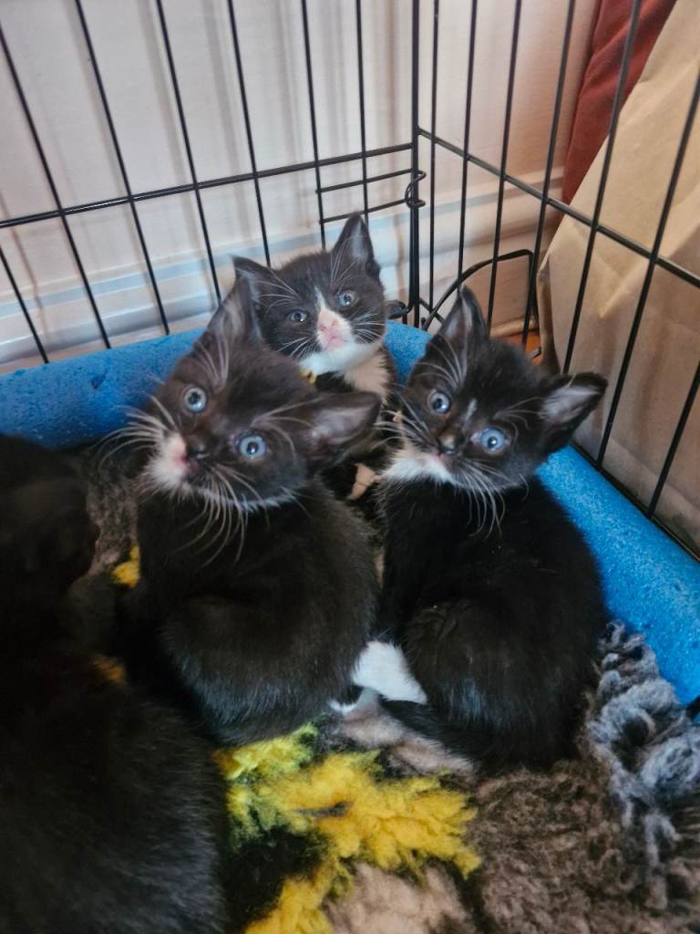British Short Haired kittens 3 boys 3 girls