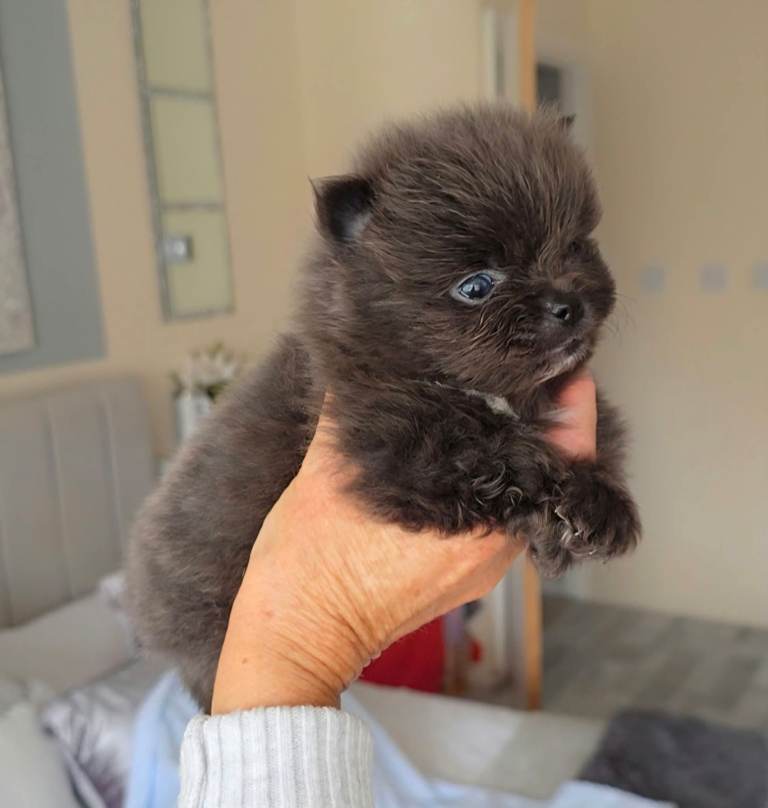 Beautiful Pomeranian puppies 