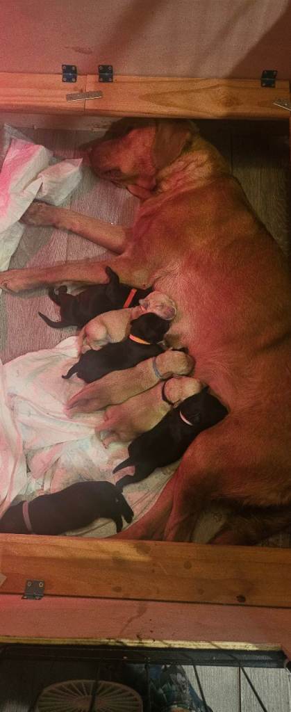 Labrador puppies