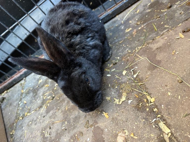 New Zealand rabbit babies (ready 2nd April)