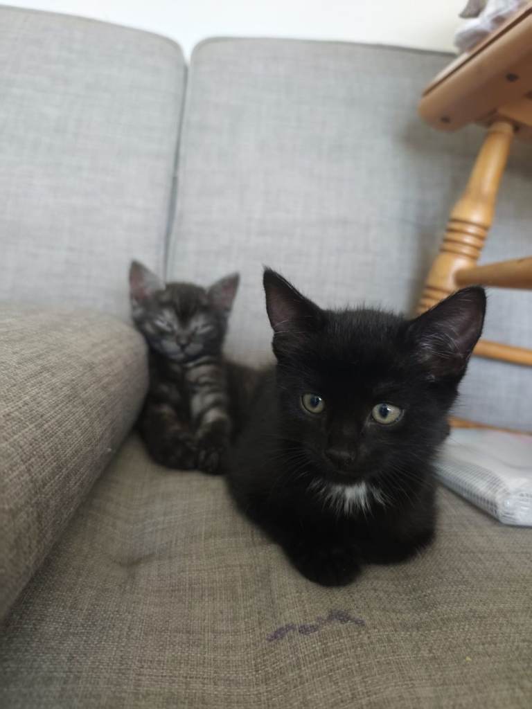 Beautiful & Playful Kittens