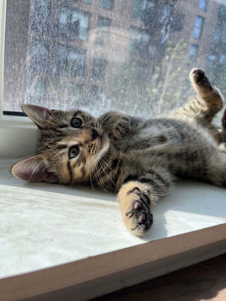 Tabby kittens 