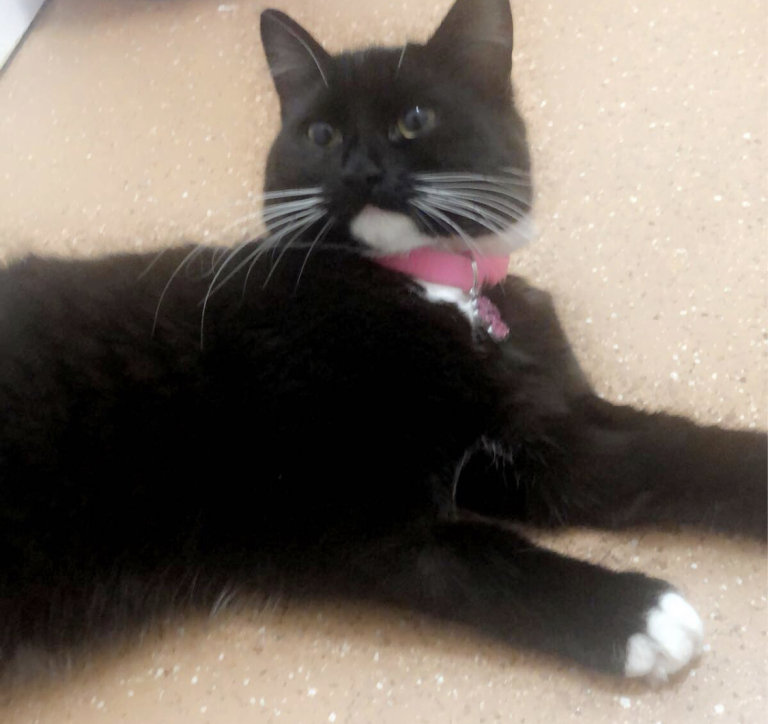 Beautiful Mother and Daughter Cats Looking for a Loving Home 🐱💕