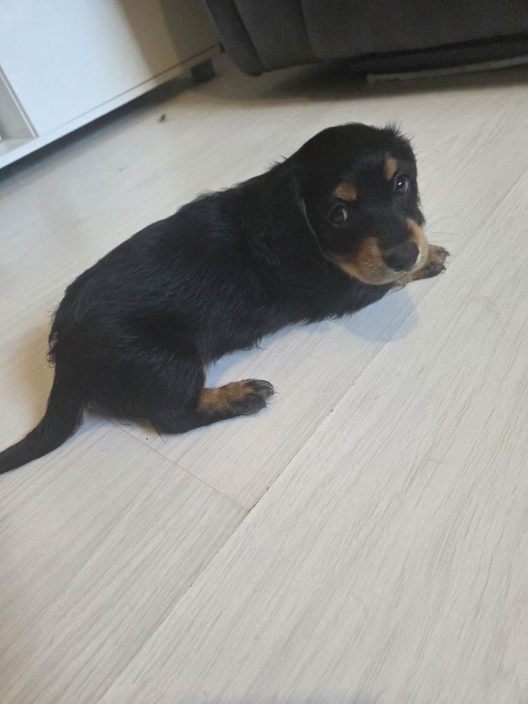 Miniature Dashchunds puppies
