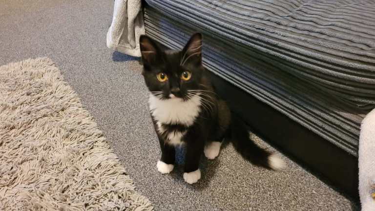 Kitten + Accessories 