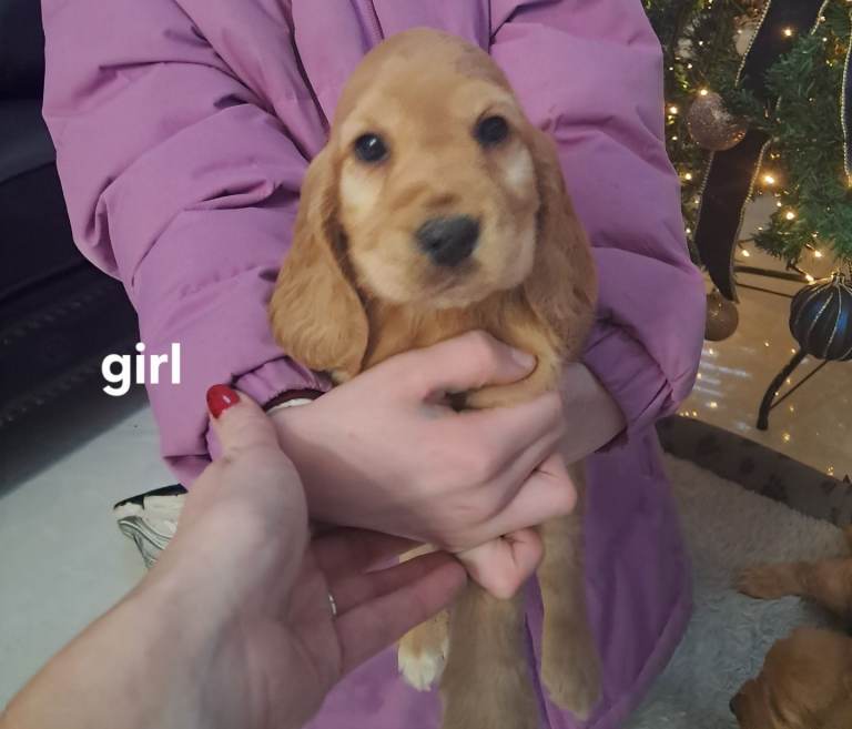 Beautiful cocker spaniel pups 
