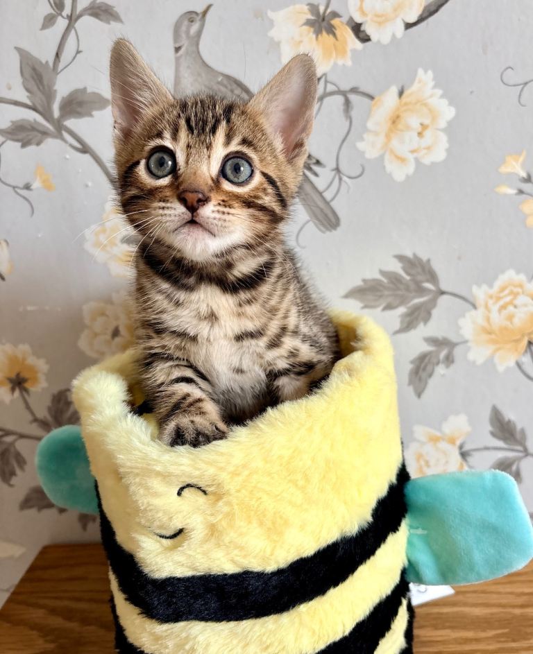 Bengal Kittens for sale