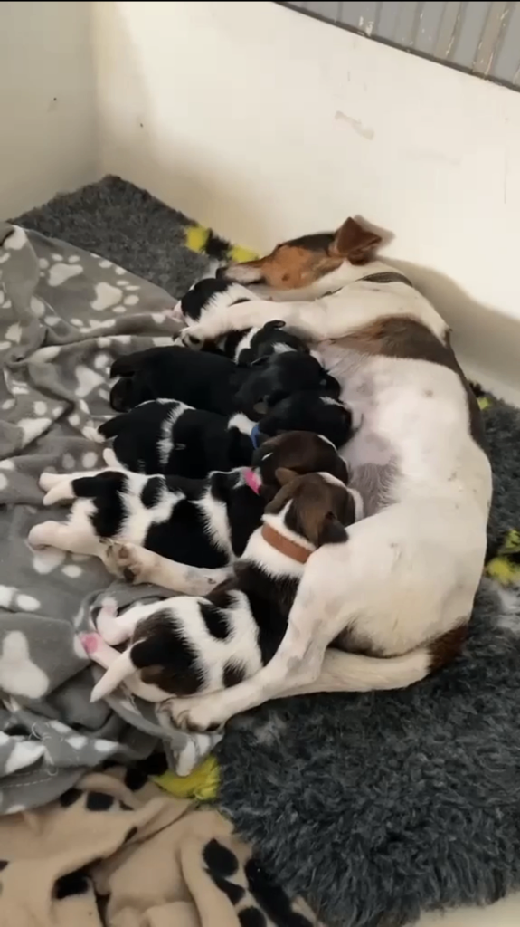 Jack Russell Terrier pups