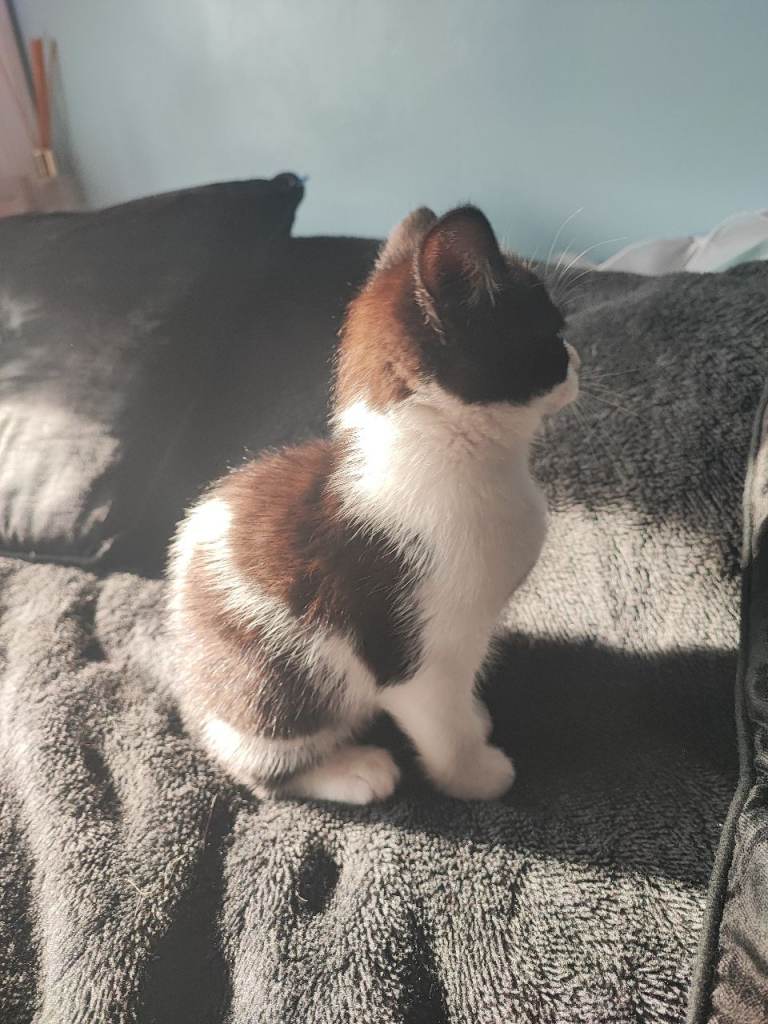 Friendly kittens ready for new home 