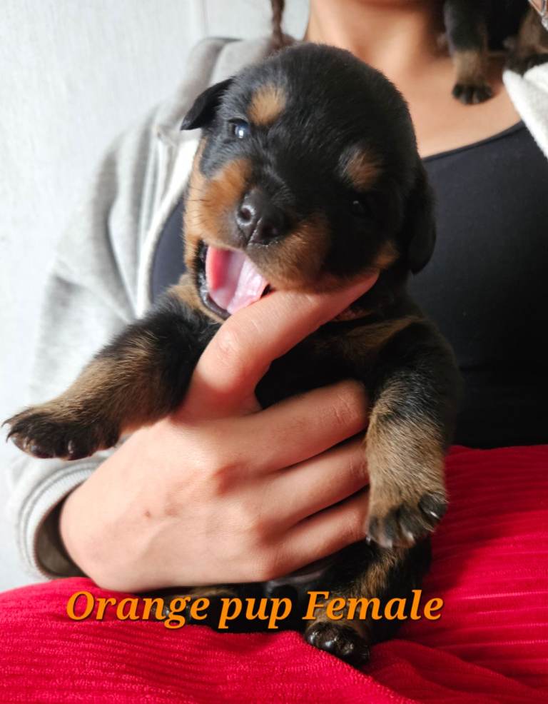 Pure Bred Rottweiler Puppies 