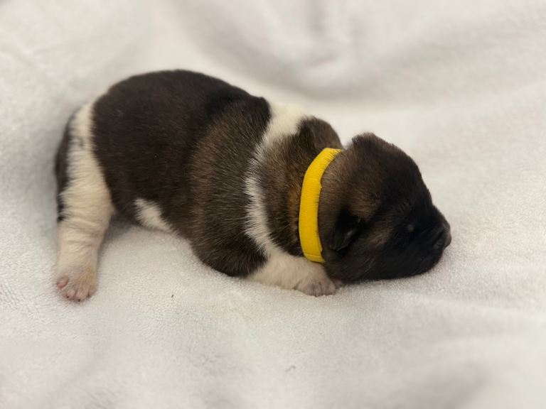 🐾🐶 Stunning Kc reg akita puppies for sale 🐶🐾
