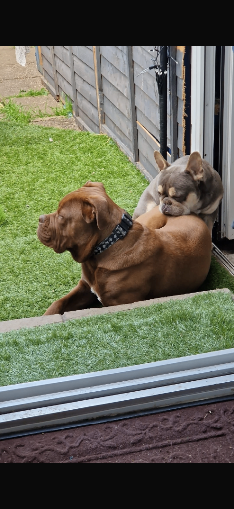 Cane Corso
