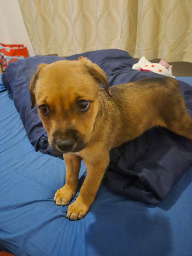 Staffy X Rottweiler (male) 