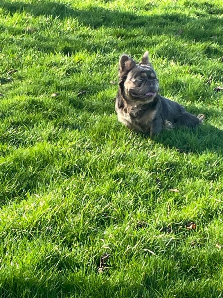 Frenchie fluffy Male💙