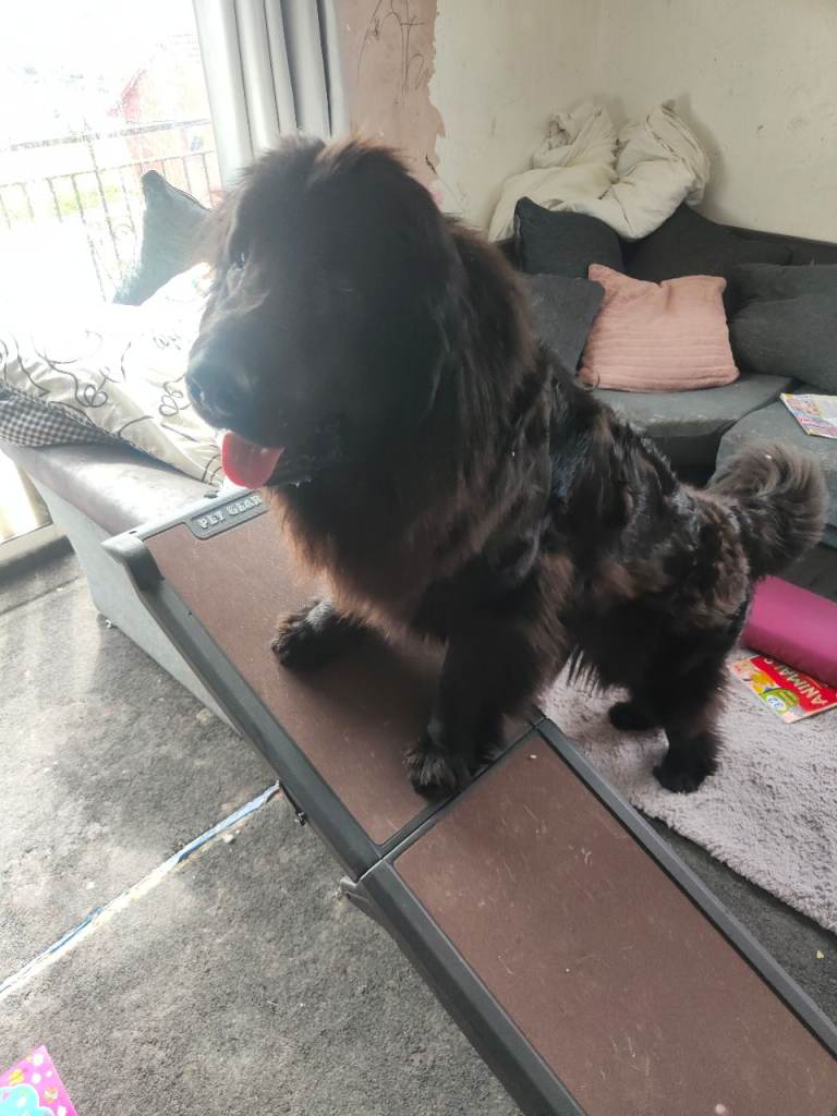 Car boot dog ramp 