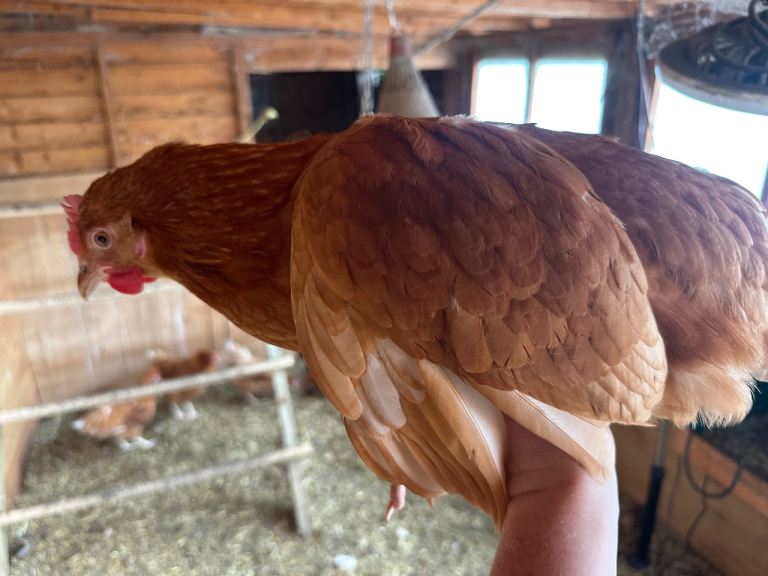 Chickens for sale 