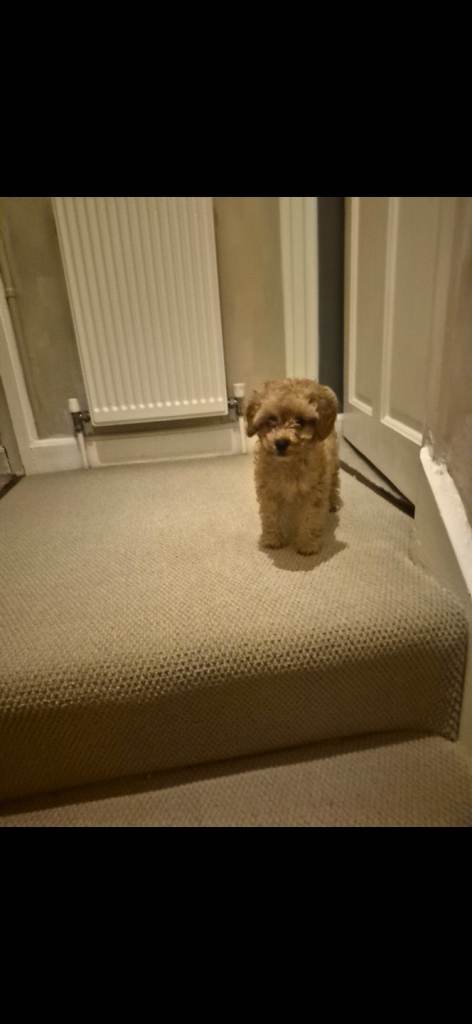 Toy poodle  female 