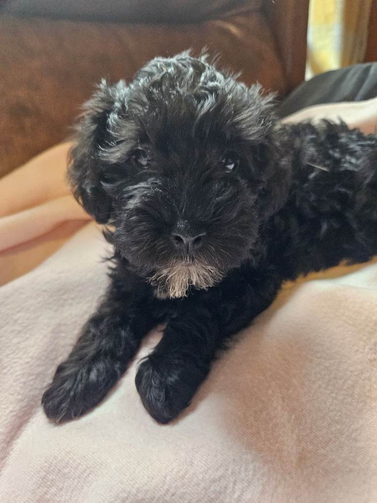 💖READY TO GO💖Schnoodle girl puppy , ready to go 🥰