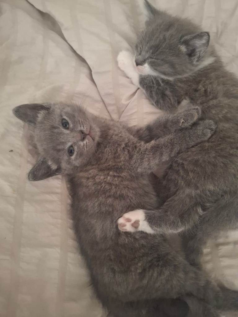 Kittens to go to a loving home