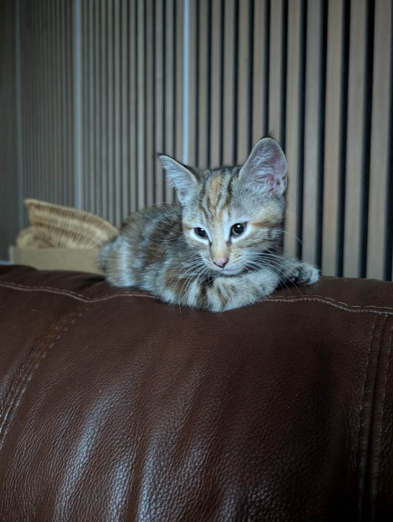 🐱 Beautiful 4-Month-Old Kittens for Sale 🐾  