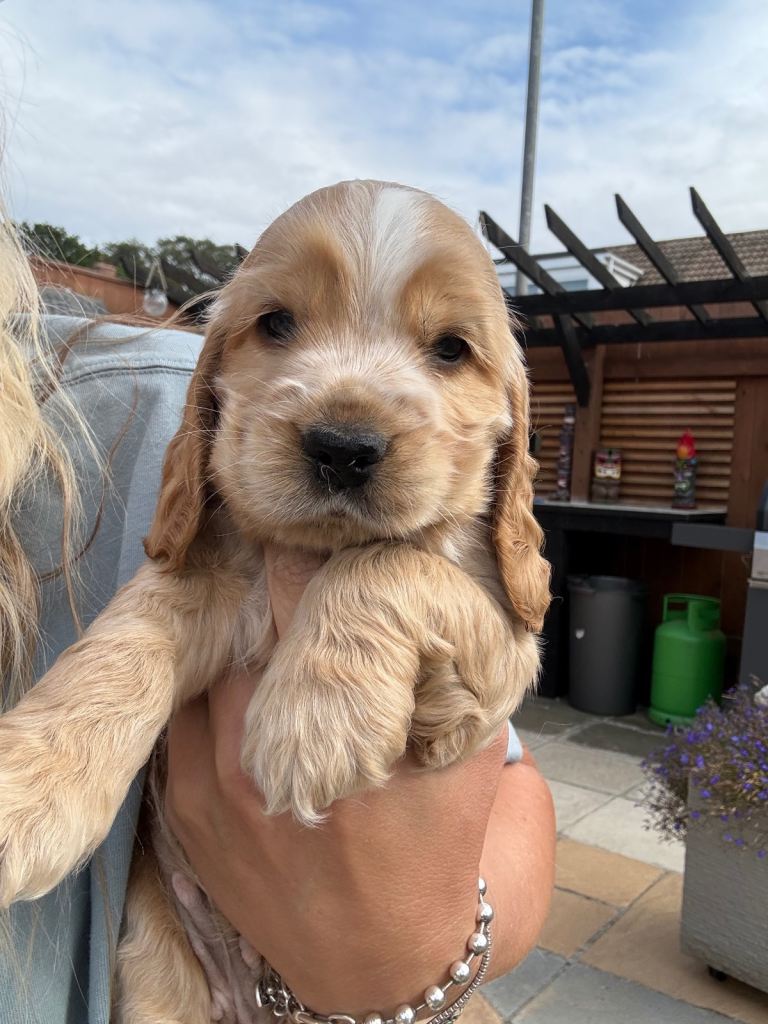 💗🩷 stunning show cocker spaniels