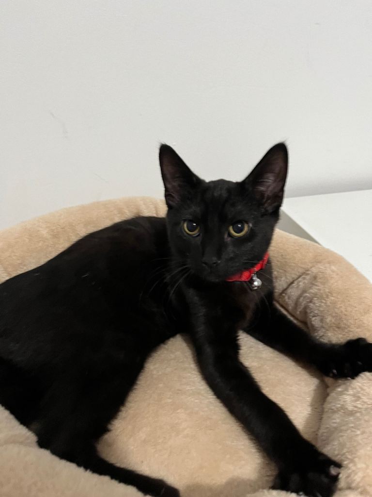 All black kitten for sale ( boy ) 