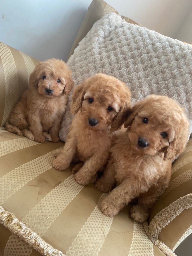 image for Gorgeous F1B cockapoo puppies 