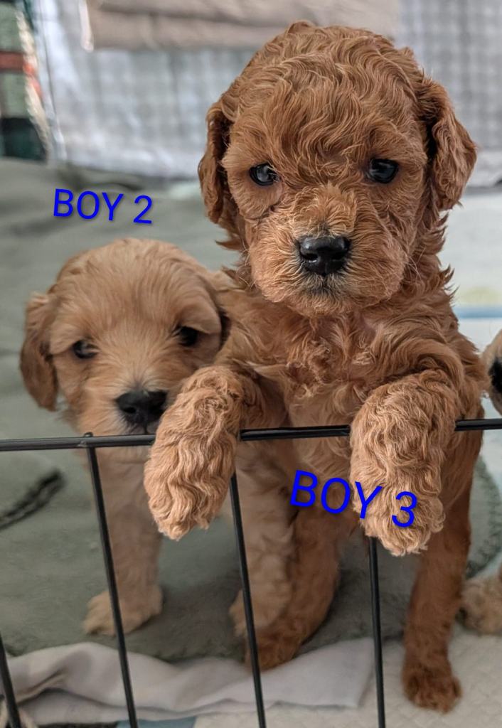 Adorable Cavapoo Puppies Looking for Loving Homes